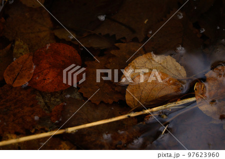 【北海道美瑛町】川と落ち葉 97623960