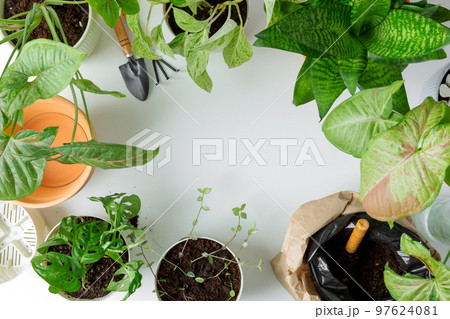 Concept of home garden. Taking care of home plants. Copy space. Top view Concept of home garden. Taking care of home plants. Copy space. Top view 97624081