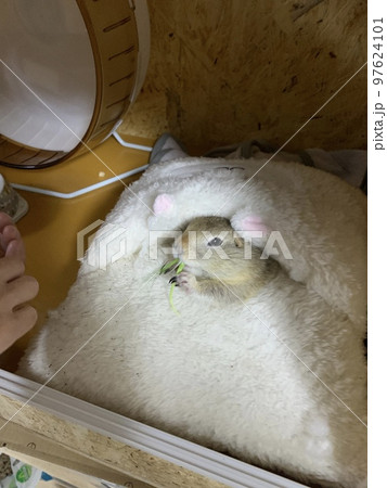 ジリス ジリス 97624101