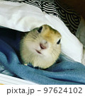 ジリス 97624102