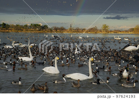 瓢湖のオオハクチョウ 97624193