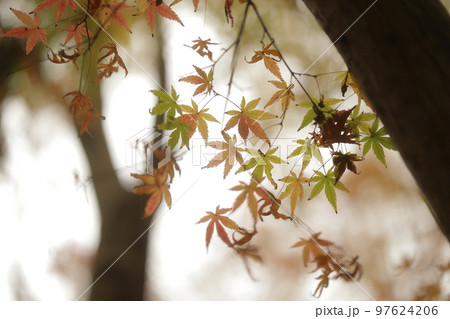 紅葉 97624206