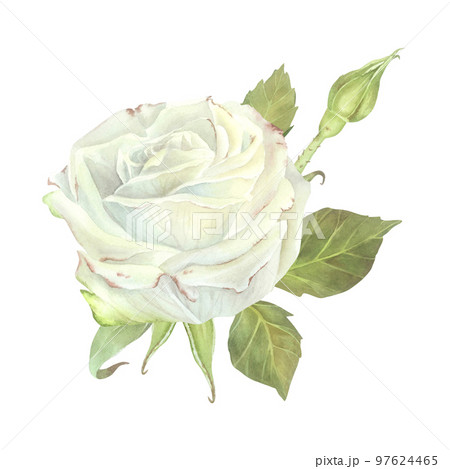 White rose with leaves composition. Watercolor illustration. Isolated on a white background.For design of sticker, dishes, greeting card, stationery, cosmetics, perfumes packaging, wedding invitation White rose with leaves composition. Watercolor illustration. Isolated on a white background.For design of sticker, dishes, greeting card, stationery, cosmetics, perfumes packaging, wedding invitation 97624465