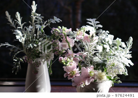 出窓に庭の花ストック、シルバーリーフを飾る 97624491