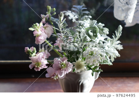 出窓にシルバーリーフ、庭の花を飾る 97624495