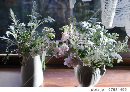 窓辺にストックの花、シルバーリーフを飾る 97624496