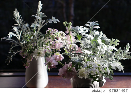 窓辺にストックの花、シルバーリーフを飾る 97624497