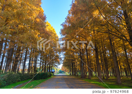 東京都葛飾区 秋の水元公園 メタセコイアの森 東京都葛飾区 秋の水元公園 メタセコイアの森 97624968