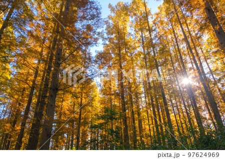 東京都葛飾区 秋の水元公園 メタセコイアの森 97624969