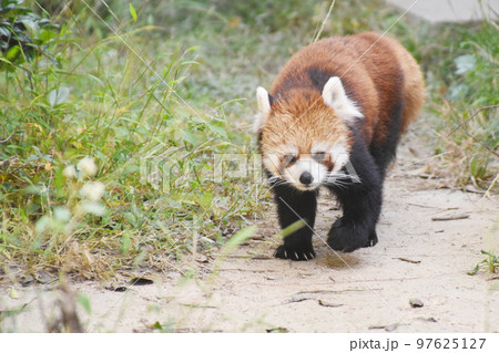 レッサーパンダ 97625127