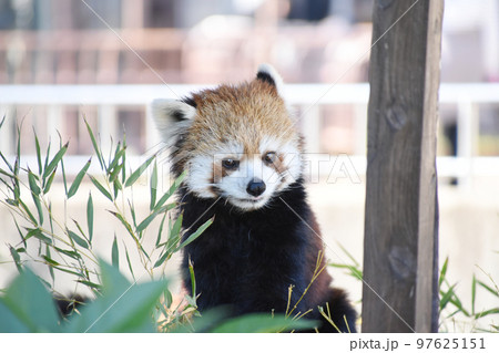 レッサーパンダ 97625151