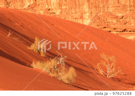 Dry plants, orange desert sand, Wadi Rum, Jordan 97625288