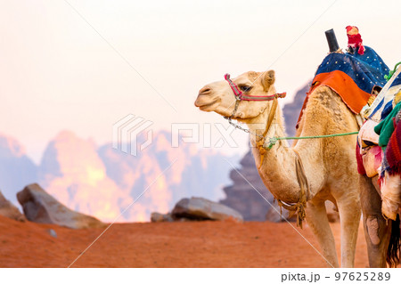 Camel with saddle in Jordan desert 97625289