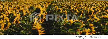 Panoramic photo of sunflowers in a large field in the morning. 97625292