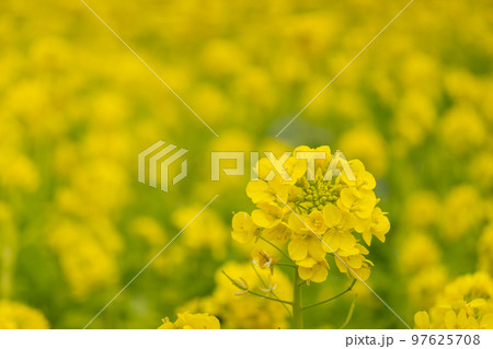 菜の花 菜の花 97625708