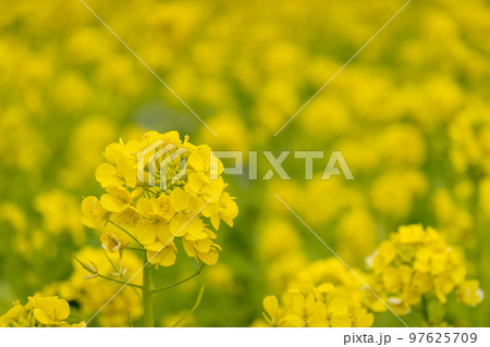 菜の花 97625709