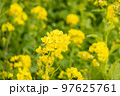菜の花 97625761