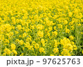 菜の花 97625763