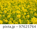 菜の花 97625764