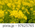菜の花 97625765