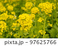 菜の花 97625766