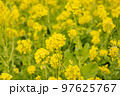 菜の花 97625767
