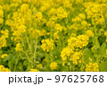 菜の花 97625768