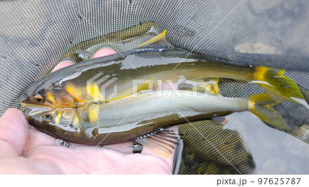 釣りたての天然鮎 釣りたての天然鮎 97625787