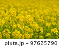 菜の花 97625790