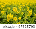 菜の花 97625793