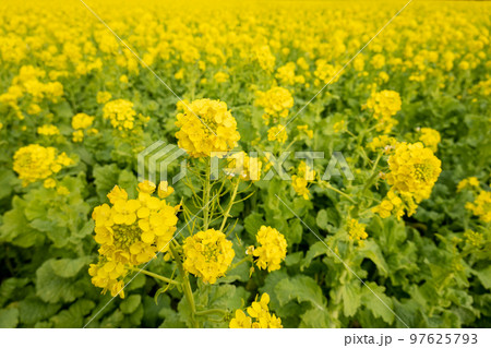 菜の花 菜の花 97625793