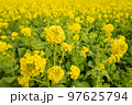 菜の花 97625794