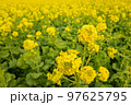 菜の花 97625795