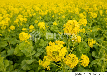 菜の花 菜の花 97625795