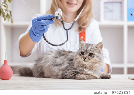 female doctor examines a gray cat in a veterinary clinic. medicine for pets female doctor examines a gray cat in a veterinary clinic. medicine for pets 97625854
