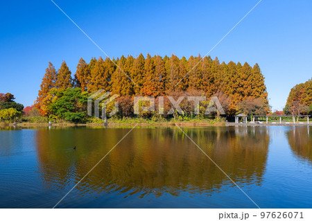 東京都葛飾区 秋の水元公園 メタセコイアの森 東京都葛飾区 秋の水元公園 メタセコイアの森 97626071