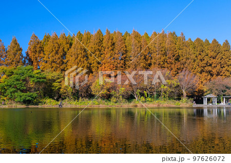 東京都葛飾区 秋の水元公園 メタセコイアの森 97626072
