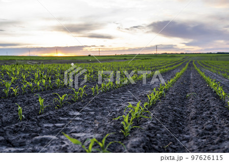 Growing young green corn seedling sprouts in cultivated agricultural farm field in a sunset. 97626115