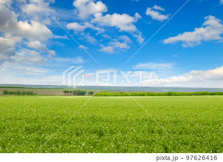 A green pea field and a cloudy blue sky. 97626416