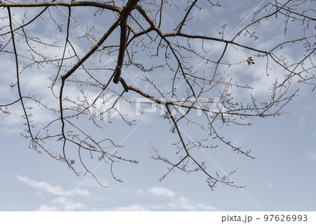 枯れ木・冬 イメージ 枯れ木・冬 イメージ 97626993