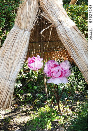 わらぼっこの下で咲く可憐な寒牡丹 97627148