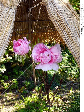 わらぼっこの下で咲く可憐な寒牡丹 97627155