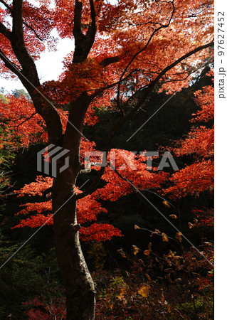 昇仙峡、渓谷、岩山、岩、自然、紅葉、滝、水、川、流れ、葉、木、山、観光、旅行、日本、御岳昇仙峡、山梨 昇仙峡、渓谷、岩山、岩、自然、紅葉、滝、水、川、流れ、葉、木、山、観光、旅行、日本、御岳昇仙峡、山梨 97627452