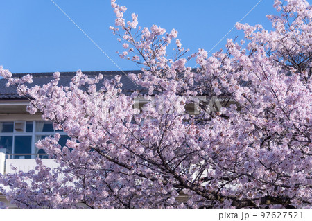 桜と校舎 桜と校舎 97627521