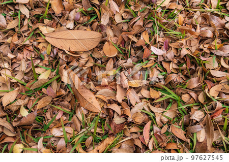 枯れ葉・冬 イメージ 97627545