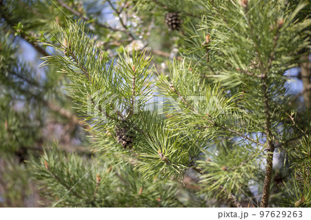 Pine tree branch closeup. Young pine branches with needles and cones. Spring natural background with coniferous tree. Pine tree branch closeup. Young pine branches with needles and cones. Spring natural background with coniferous tree. 97629263