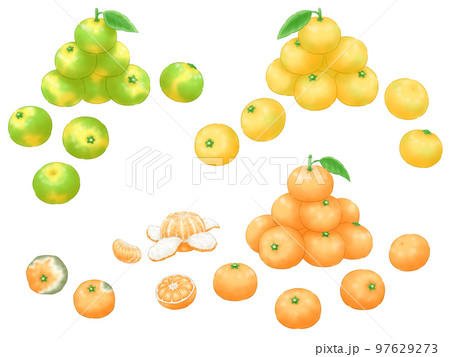 極早生～晩生ミカンの山といろいろと腐ったミカン 97629273