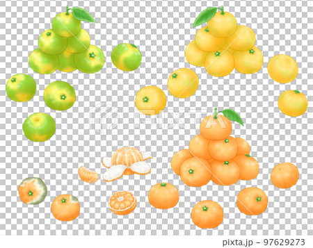 極早生～晩生ミカンの山といろいろと腐ったミカン 97629273