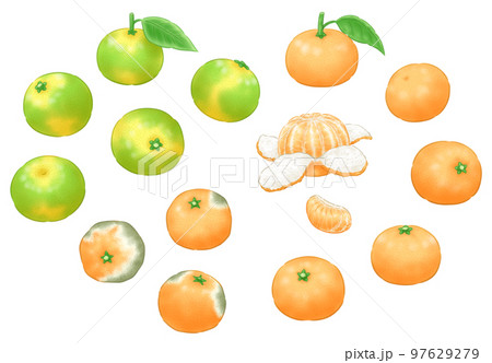 極早生～早生ミカンと晩生ミカンと腐ったミカン 97629279