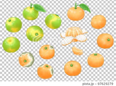 極早生～早生ミカンと晩生ミカンと腐ったミカン 97629279